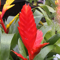 Bromeliad 'Vriesea bromelaid'