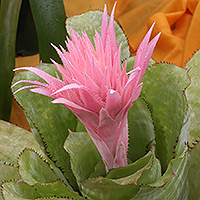 Bromeliad flower