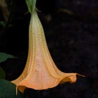Brugmansia Flower