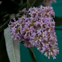 Buddleia Flower