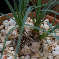 Calabanus hookeri