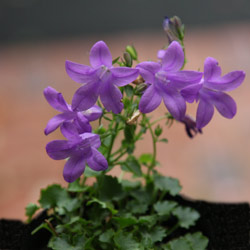 Campanula 'Birch Hybrid'