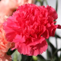 Deep Pink Carnation