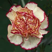 Carnation Flower-Lemon-with-red-ruffles
