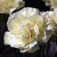 White Carnation Flower