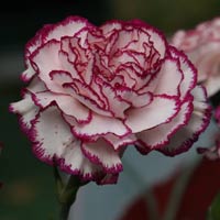 Carnation Red Ruffles