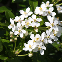 Choisya ternata Mexican Orange Blossom 
