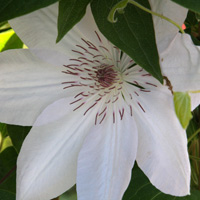 Clematis Henryi