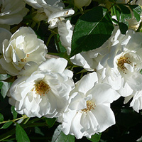 Floribunda Rose 'Climbing Iceber'