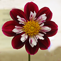 Collarette Dahlia Picture