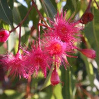 Corymbia-ficifolia-'Summer-Red' 
