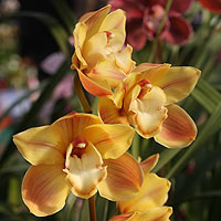 Cymbidium Orchid