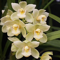Cymbidium Orchid Pure Verde Kew