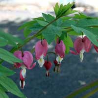 Bleeding Heart Plant Dicentra