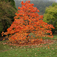 Diospyros kaki 