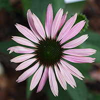 Echinacea-Purpurea