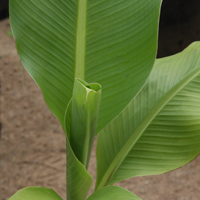 Eneste ventricosum New Foliage