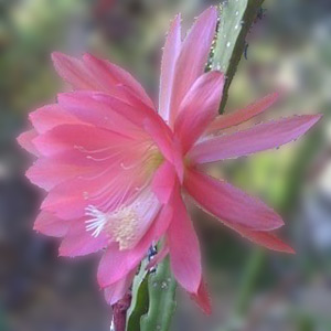 Epiphyllum