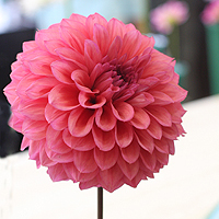 Formal Decorative Dahlia Picture