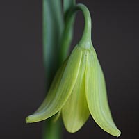 Fritillaria-sibthorpiana-flower.