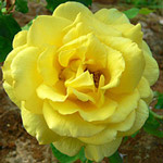 Floribunda Rose Rosa 'Gold Badge'