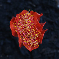 Haemanthus coccineus