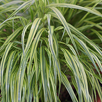 Japanese Temple Grass