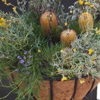 Hanging Basket with Banksia Plant