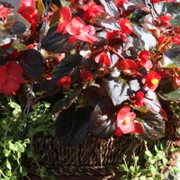 Hanging Basket with begonia flowers