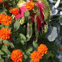 Hanging Basket Flowers