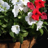 Hanging Basket with Flowers