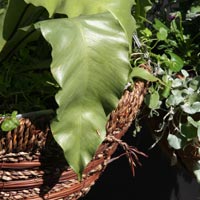 Hanging Basket Plants