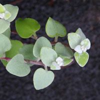 Helichrysum petiolare