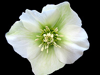 White Flowering Hellebore Plant
