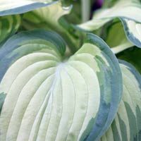 Hosta fortunii