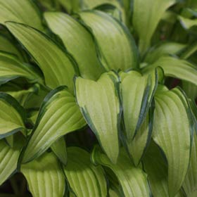 Hosta sieboldii 'Kabitan'