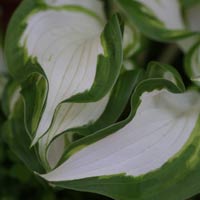 Hosta Marginata