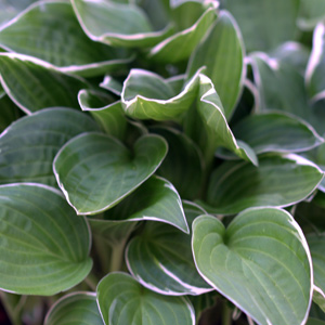 Hosta sieboldiana