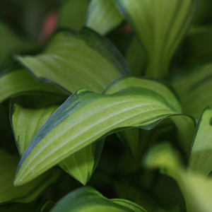 Hosta sieboldiana Kabitan