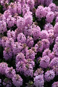 Hyacinth Bulb Pink Flower