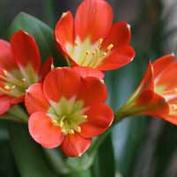 Japanese Style Clivia Plant