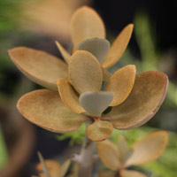 Kalanchoe orgyalis