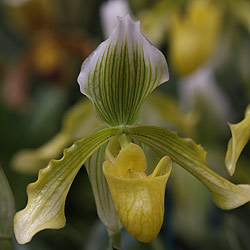Lady Slipper Paphiopedilum crossianum.jpg