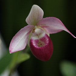Lady Slipper-Selenipedium-Orchid