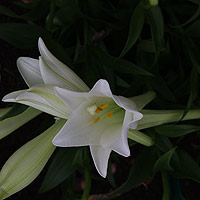 Lilium Longiflorum or Easter Lily