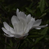 Magnolia stellata Waterlily with white flower
