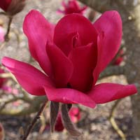 Magnolia Vulcan