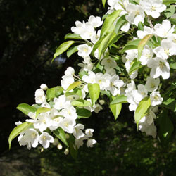 Malus baccata Manchurica or Manchurian Crabapple 