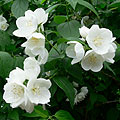 Mock-Orange-Philadelphus