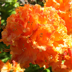 Mollis Azalea